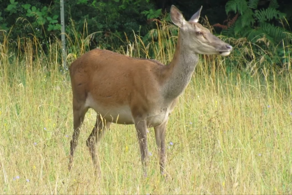 image d'une biche prise en vidéo à la Grande Combe