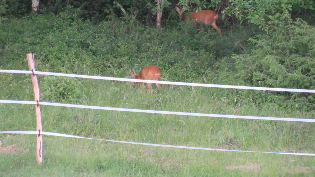 photo du pré ou l'on voit 2 chevreuils