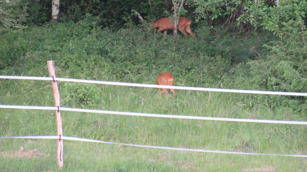 photo du pré ou l'on voit 2 chevreuils