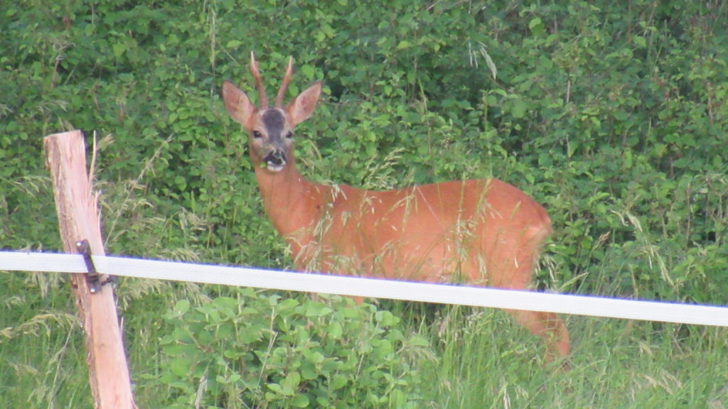 photo du pré ou l'on voit 1 chevreuil proche