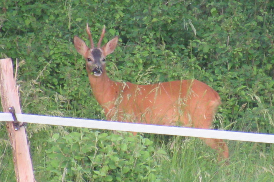 photo du pré ou l'on voit 1 chevreuil proche