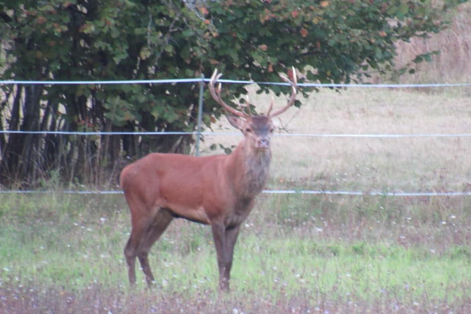 image d'un cerf de profil