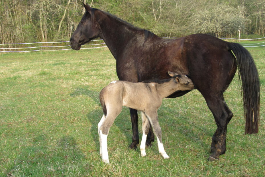 La pouliche et la poulinière