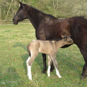 Naissance à l’élevage !