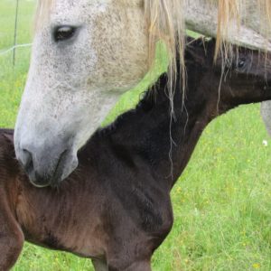 Naissance à l’élevage !