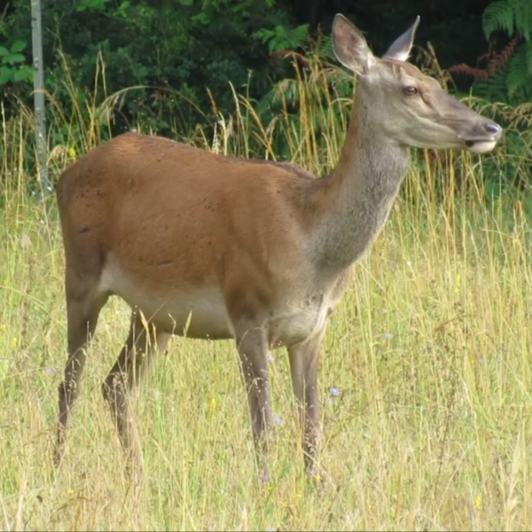 image d'une biche prise en vidéo à la Grande Combe